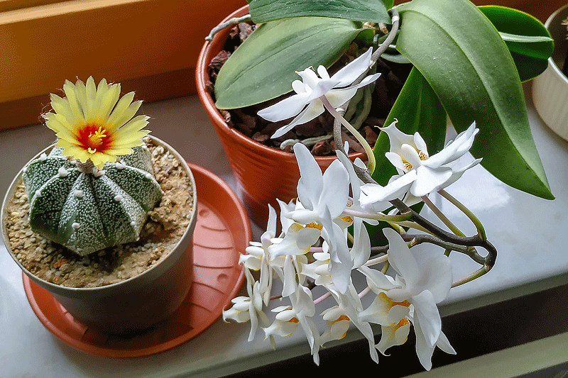 1. Mai 2019 - Kaktusblüten im Glashaus bei Draxler - Erinnerungen an Ing. Paul Draxler